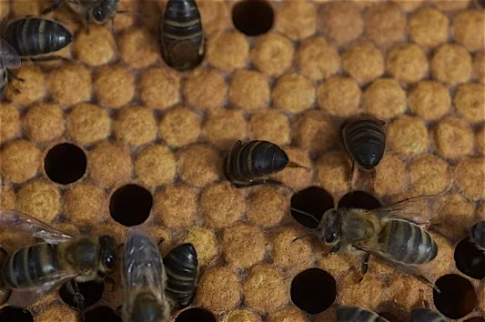 Abejas sobre celdillas de cría