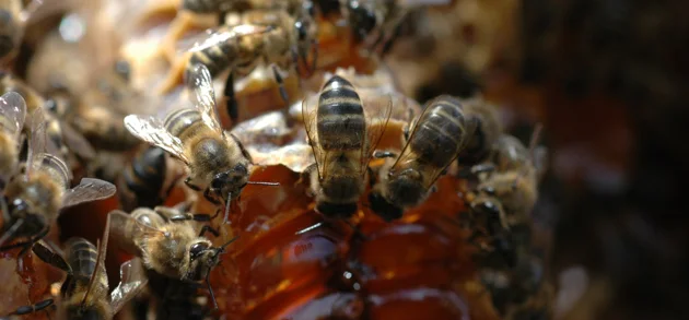 Abejas trabajando sobre un panal con miel