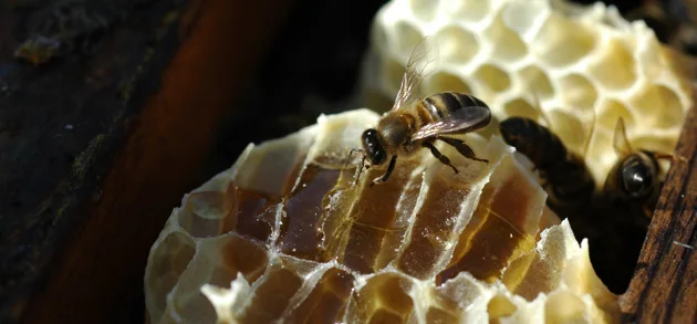 Abeja sobre un panal abierto con miel
